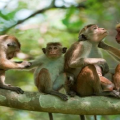 sirilankan monkeys