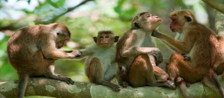 sirilankan monkeys