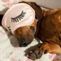 DOG SLEEPING WHILE DREAMING