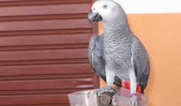 GREY PARROT